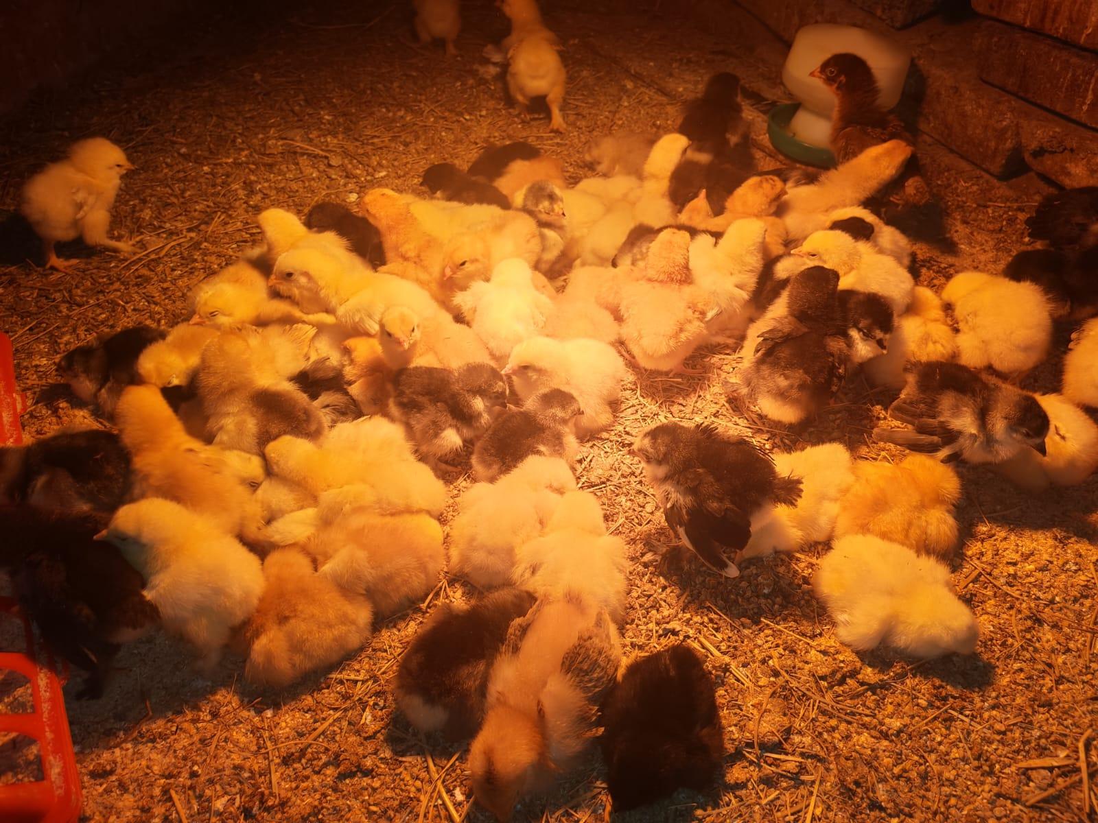 Colombian and Black Brahma Chick