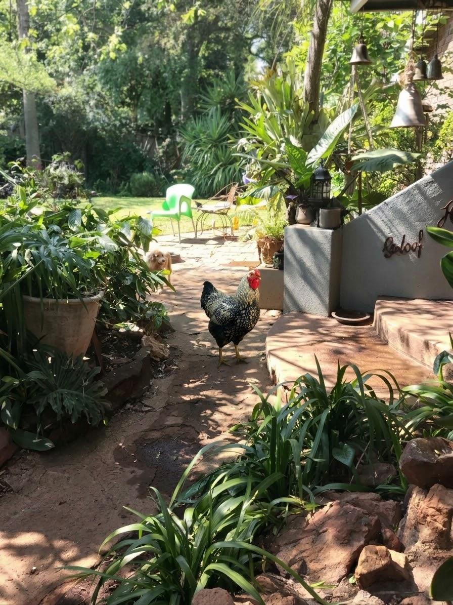 Silver Laced Whyndot Rooster