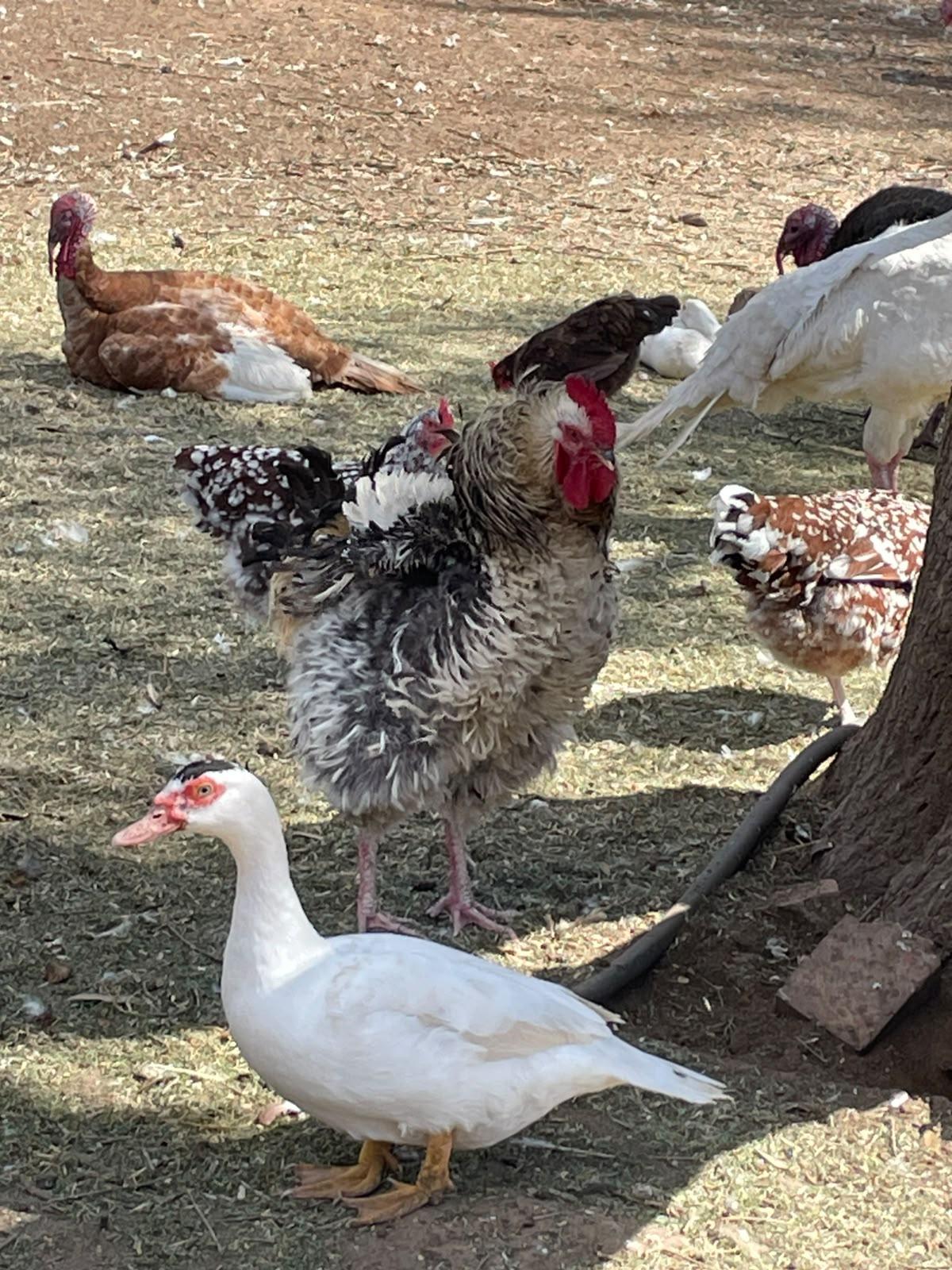 Frizzle Rooster