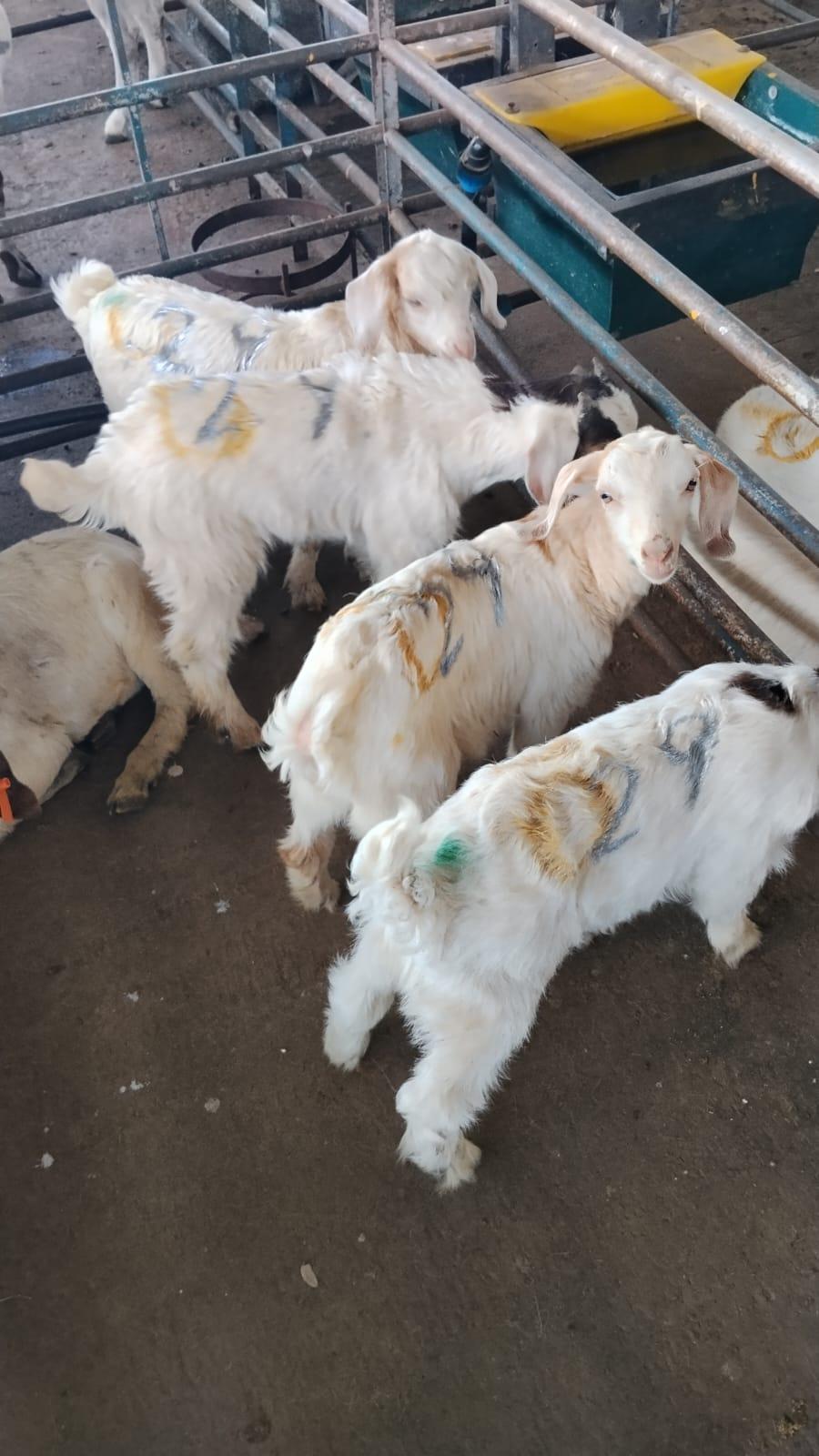 Boergoat X Kids X 4