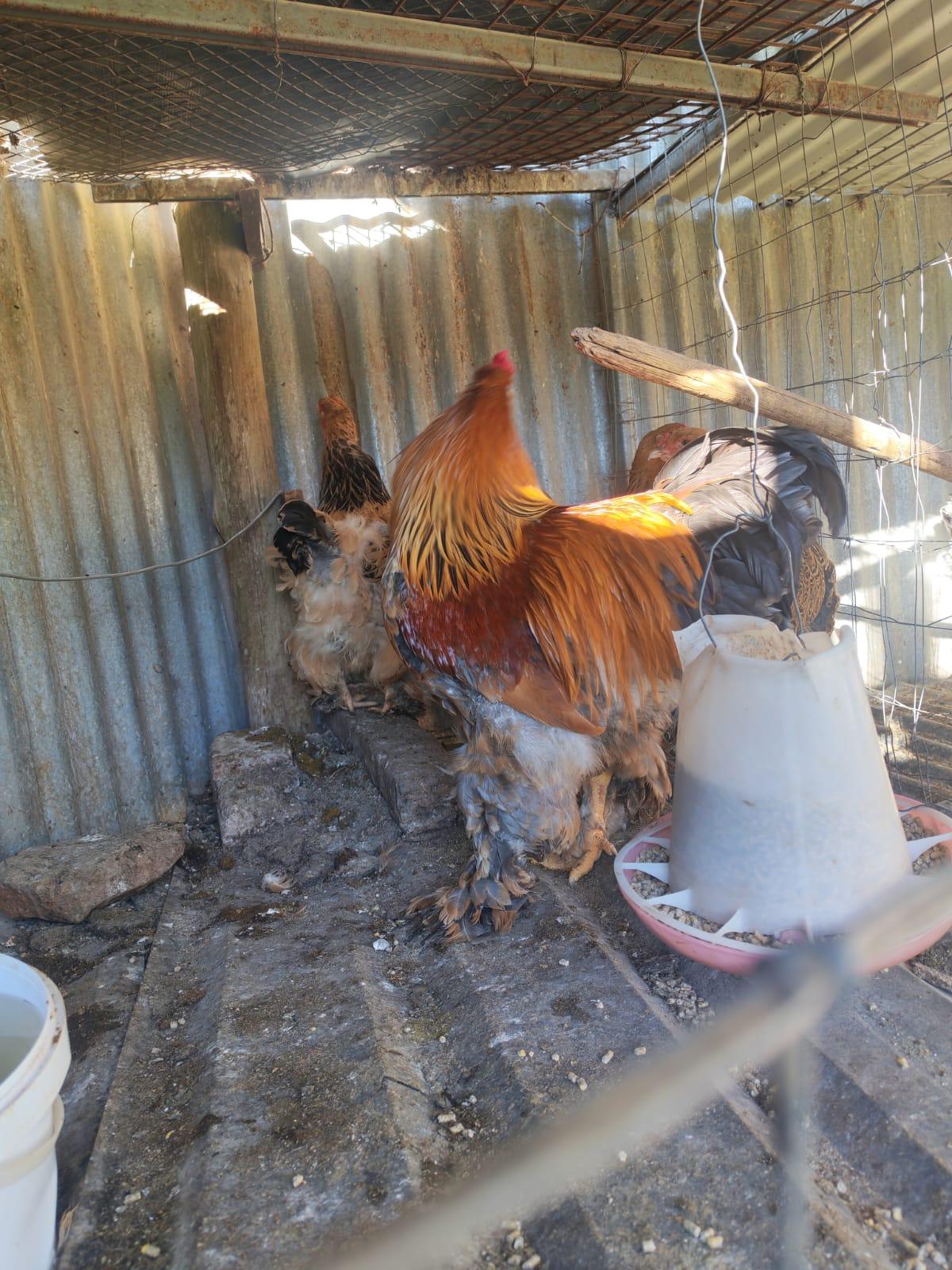 Golden Brahma Rooster