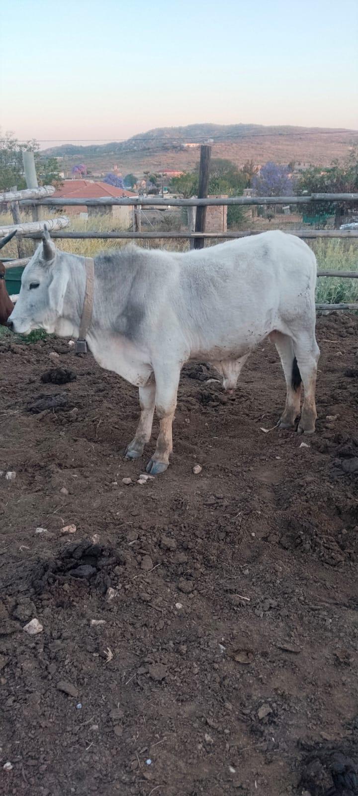 Romagnola X Bull
