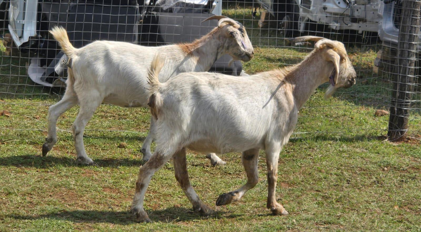 2 x big frame goat ewes