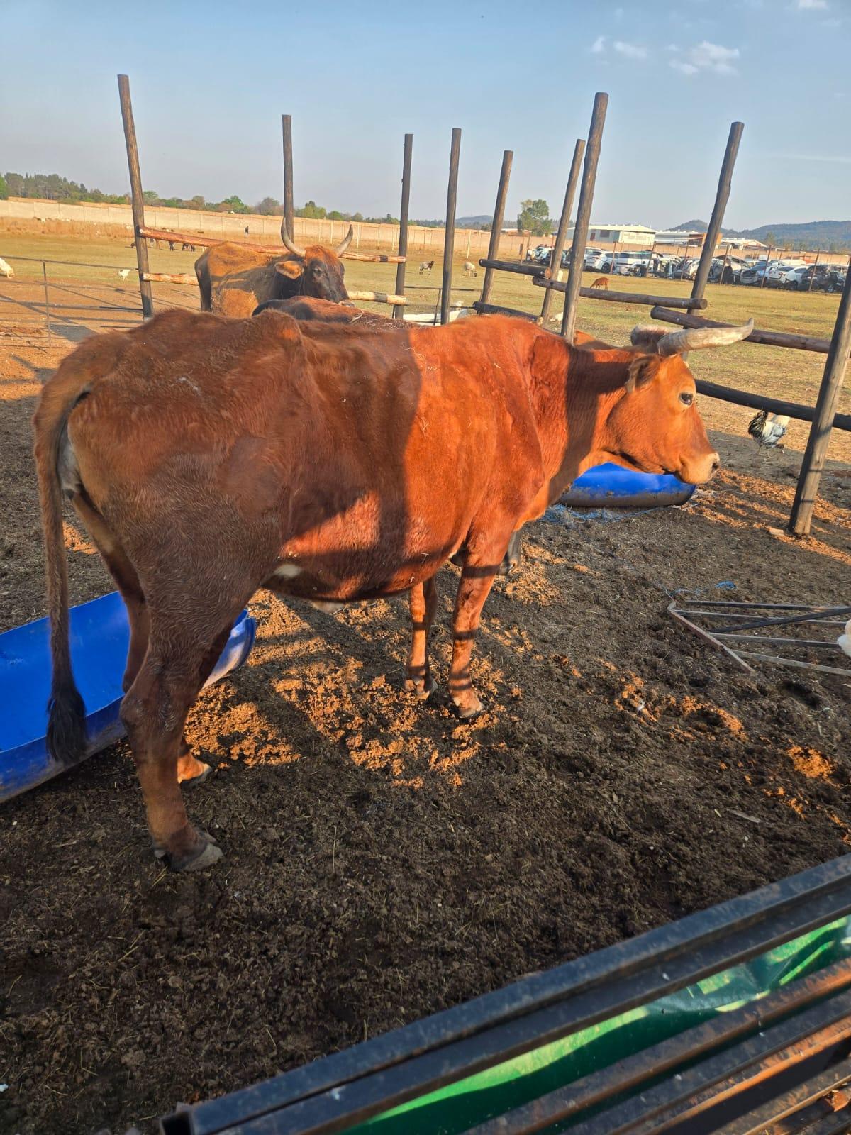 2 x Cows