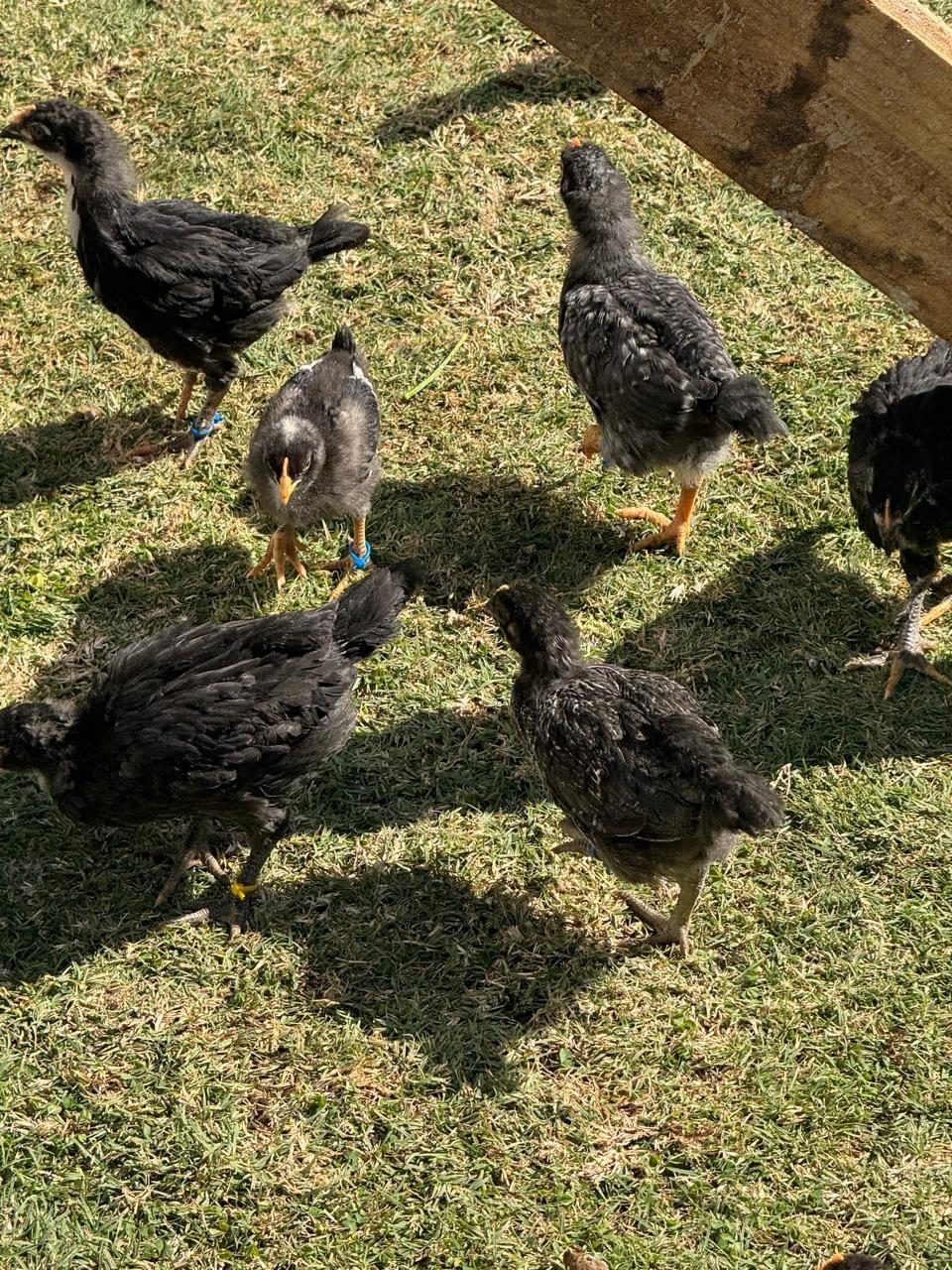 Potch koekoek chicks x 60