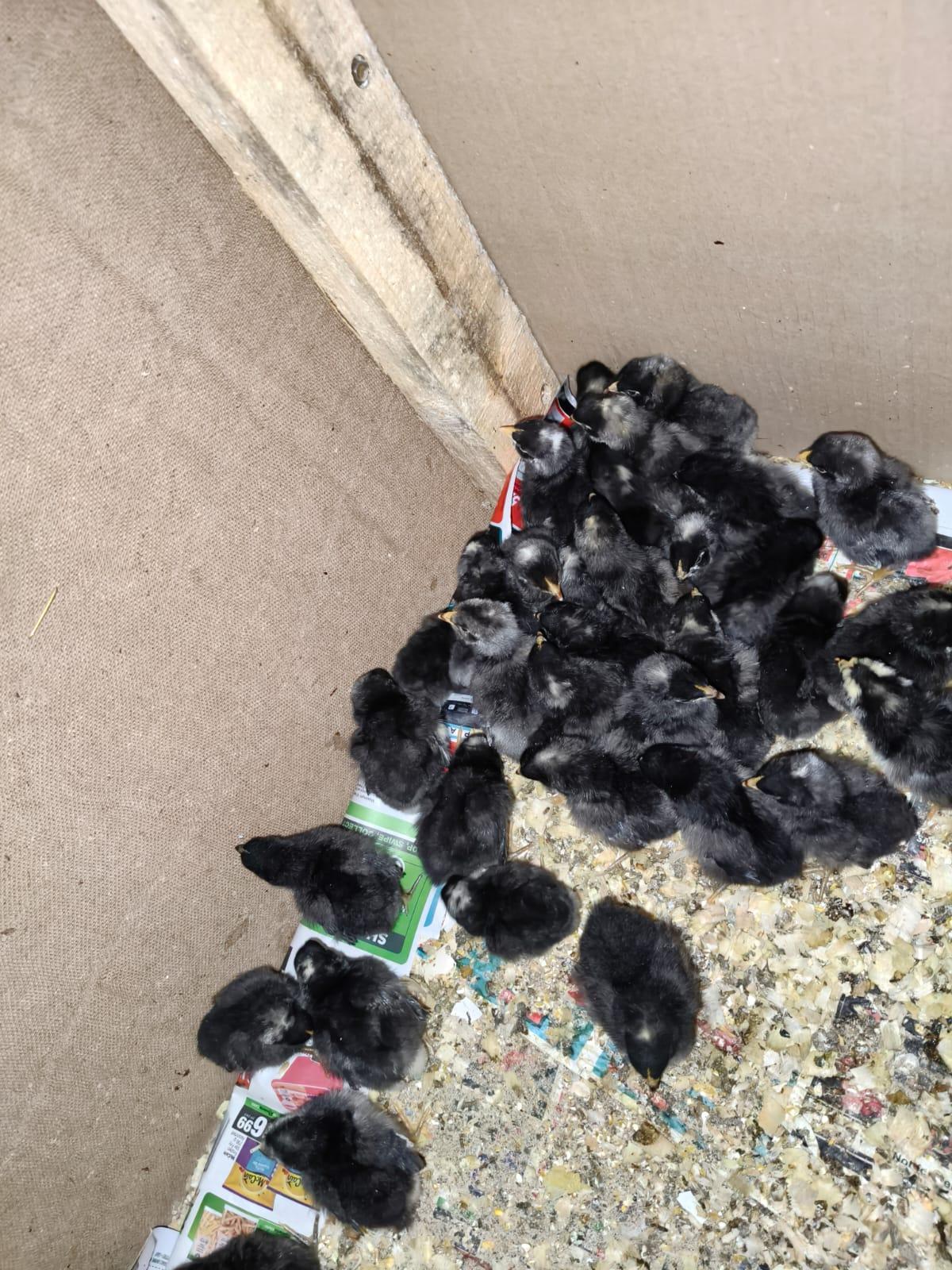 Potch koekoek chicks x 34