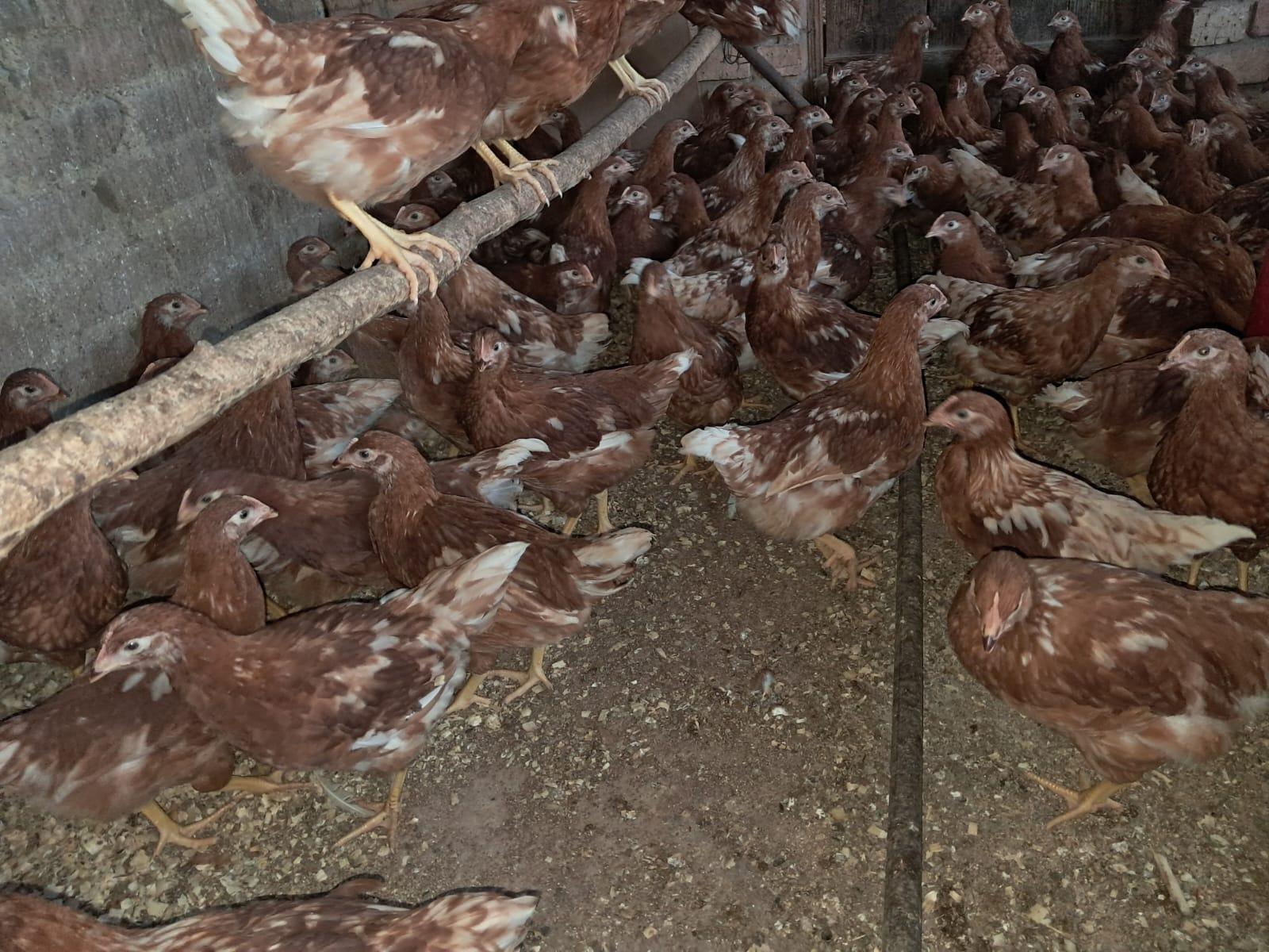 130x Hyline Brown hens