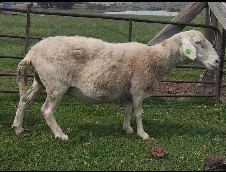 Meatmaster Ewe