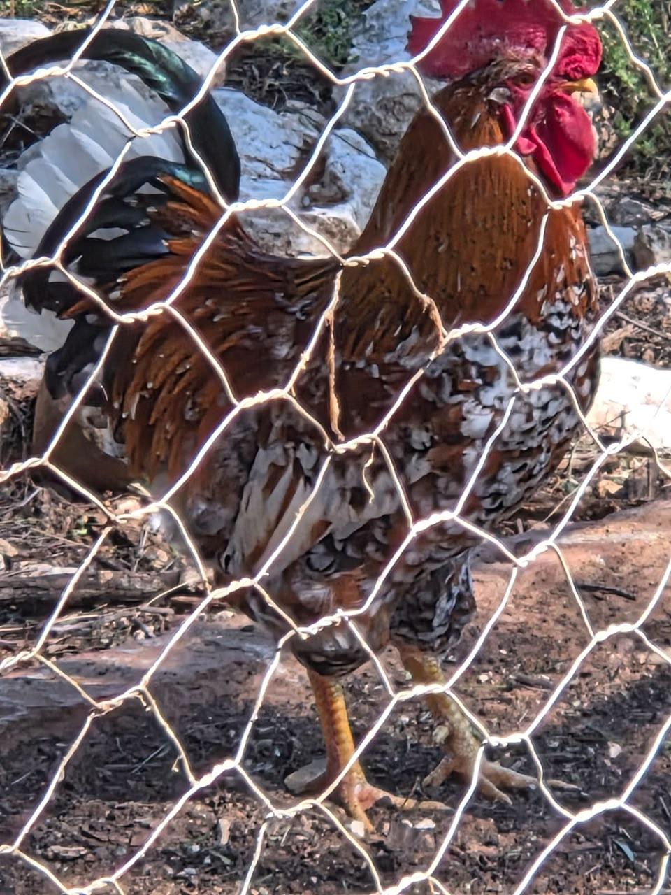 Boshvelder roosters x 25