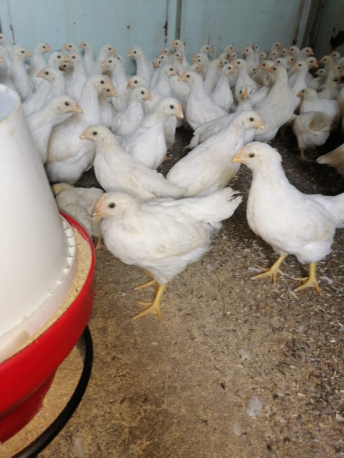 Amberlink silver layers chicks