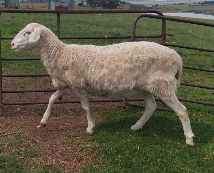 Meatmaster Ewe