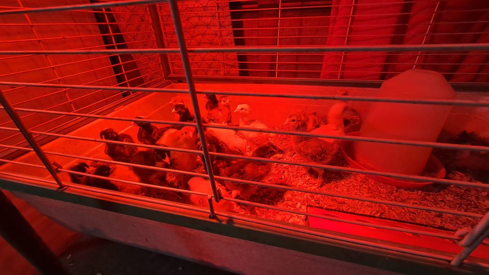 Chicks