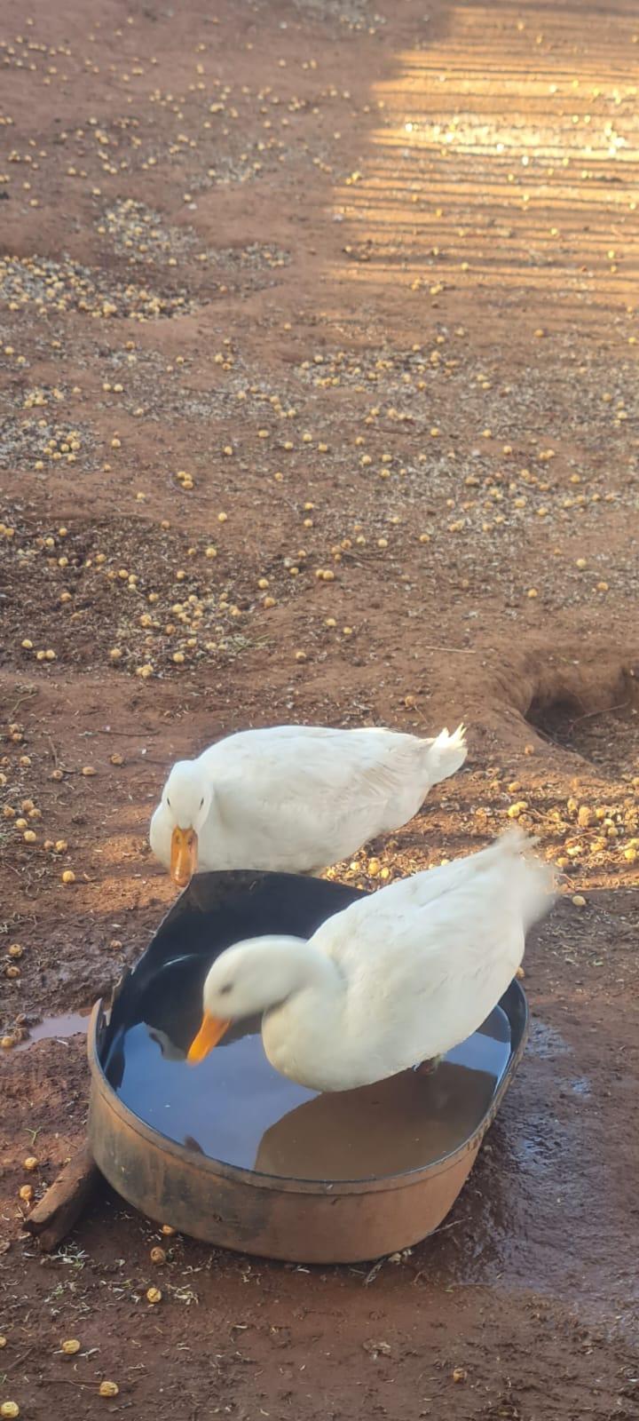 2 x Pekin ducks males