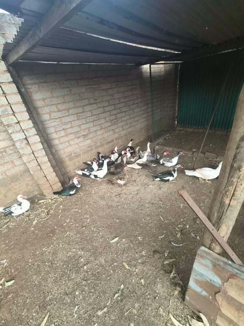Muscovy Ducks