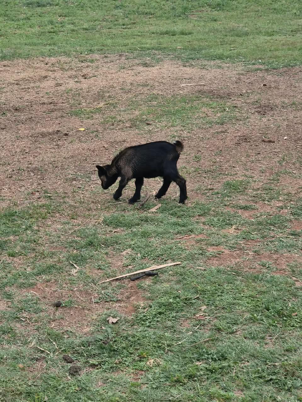 Nigerian Dwarf Goat