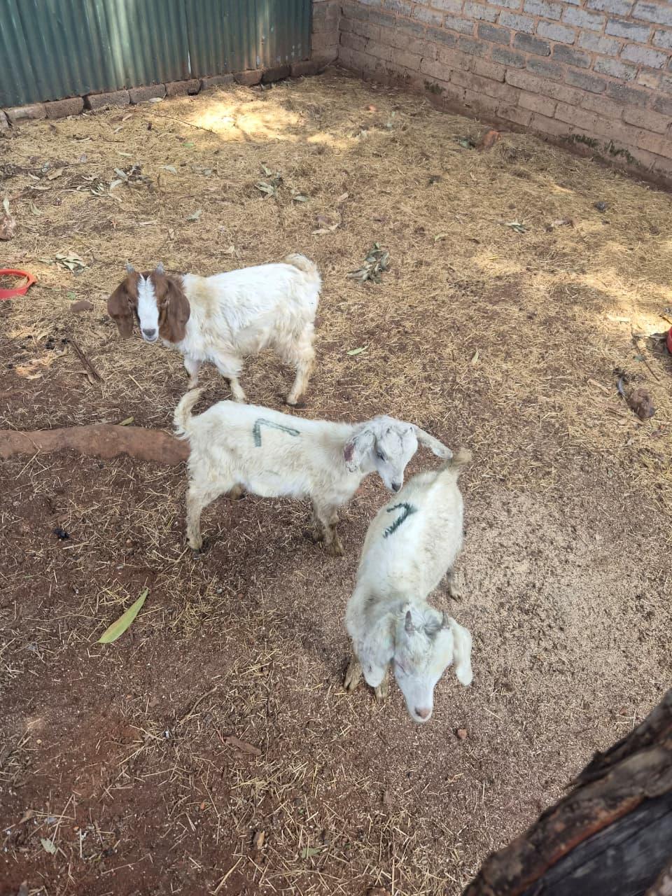2 Goats Ram
