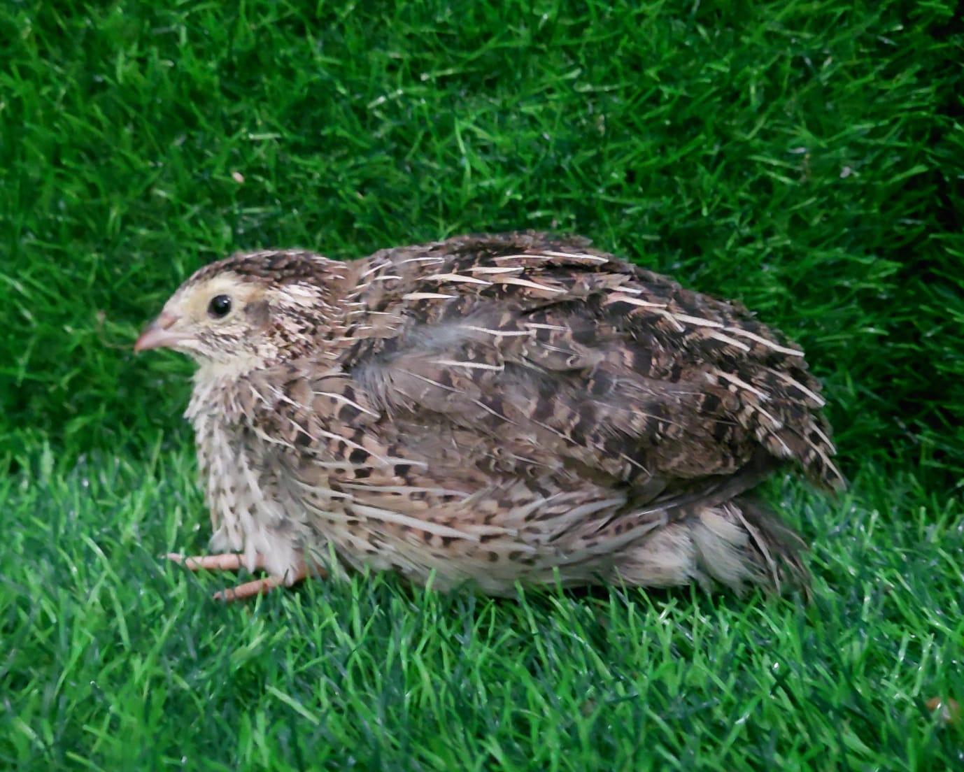 Jumbo Coturnix Quail