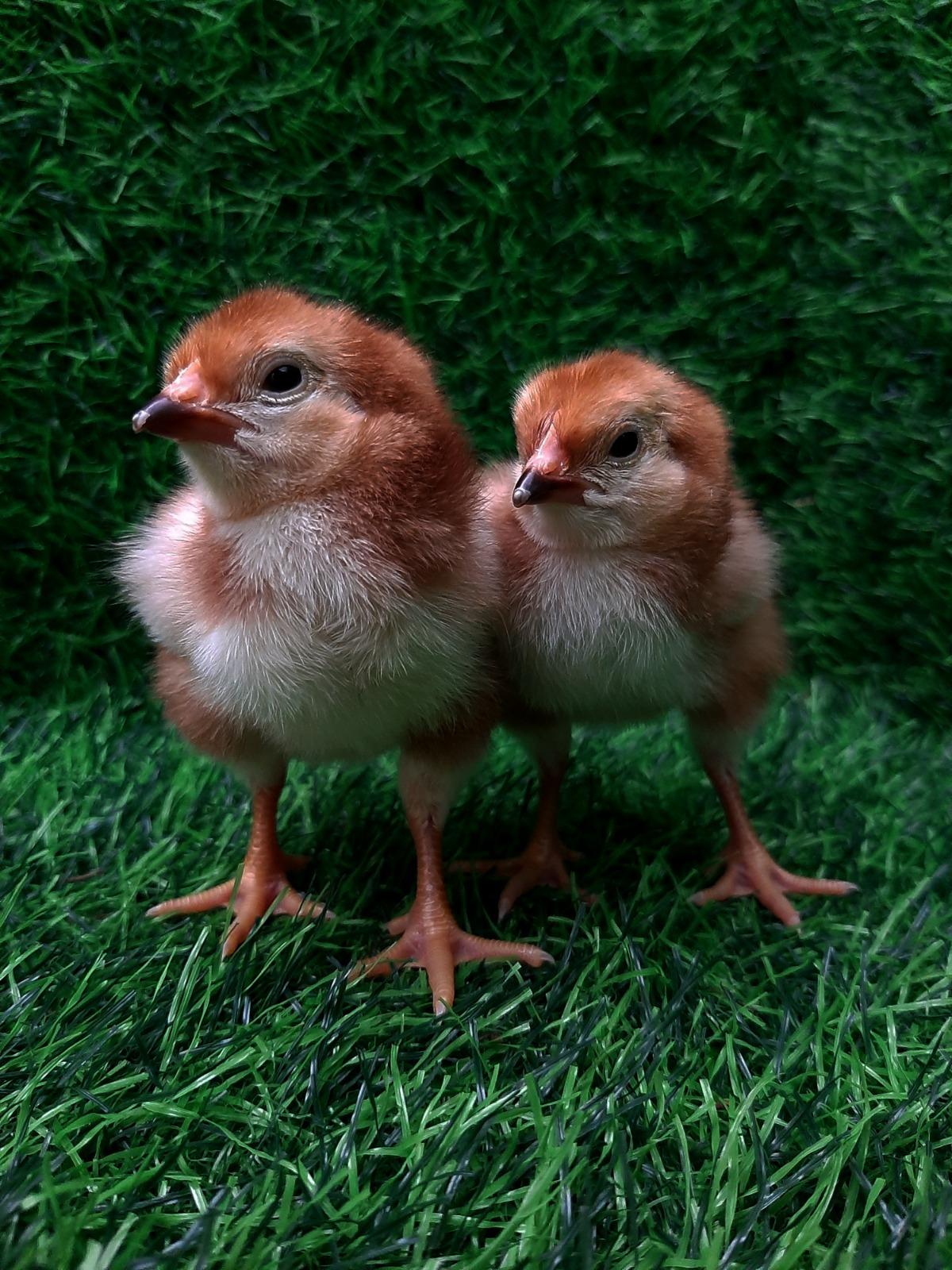 Rhode Island Reds chicks x 30