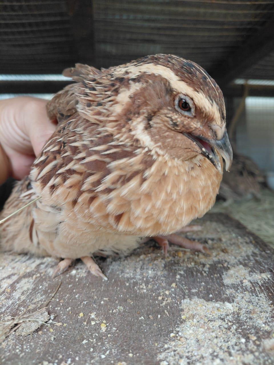 Jumbo Cotunix Quail Males X 11