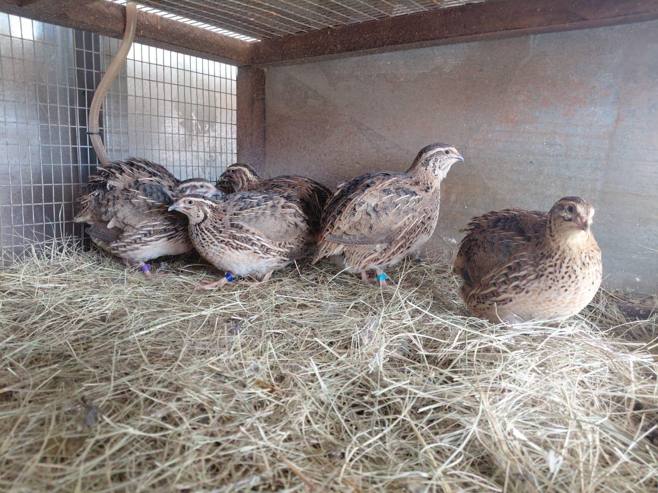 Jumbo Coturnix Quail X 6