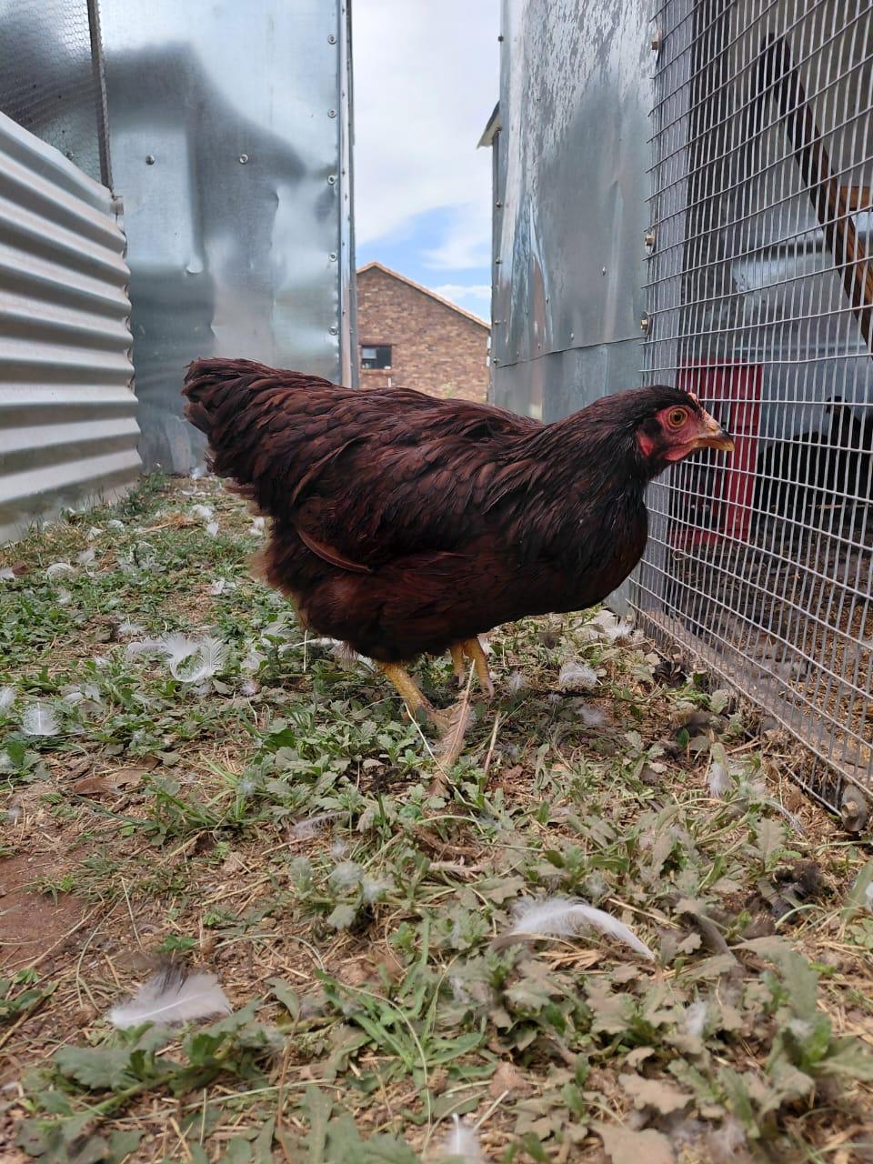 Purebred Rhode Island Red Hens x 3
