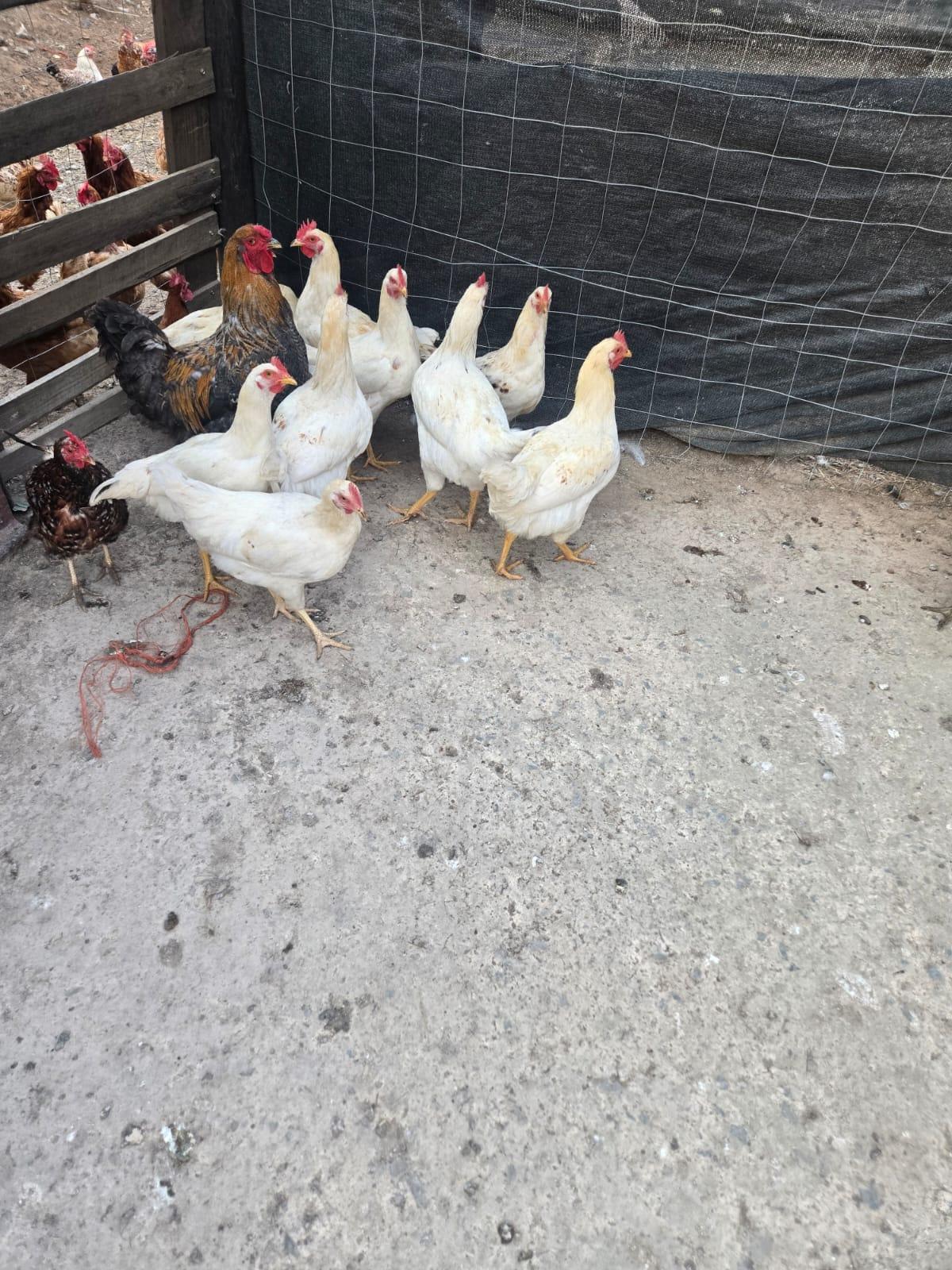 20 x Hyline Roosters