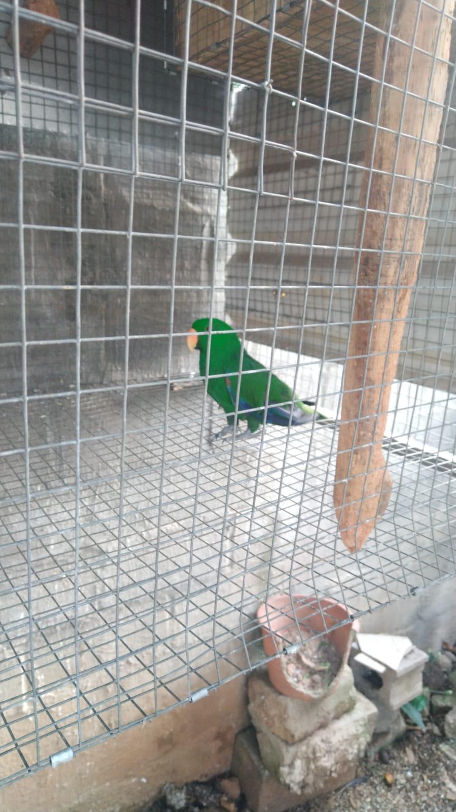 Eclectus parrot pair