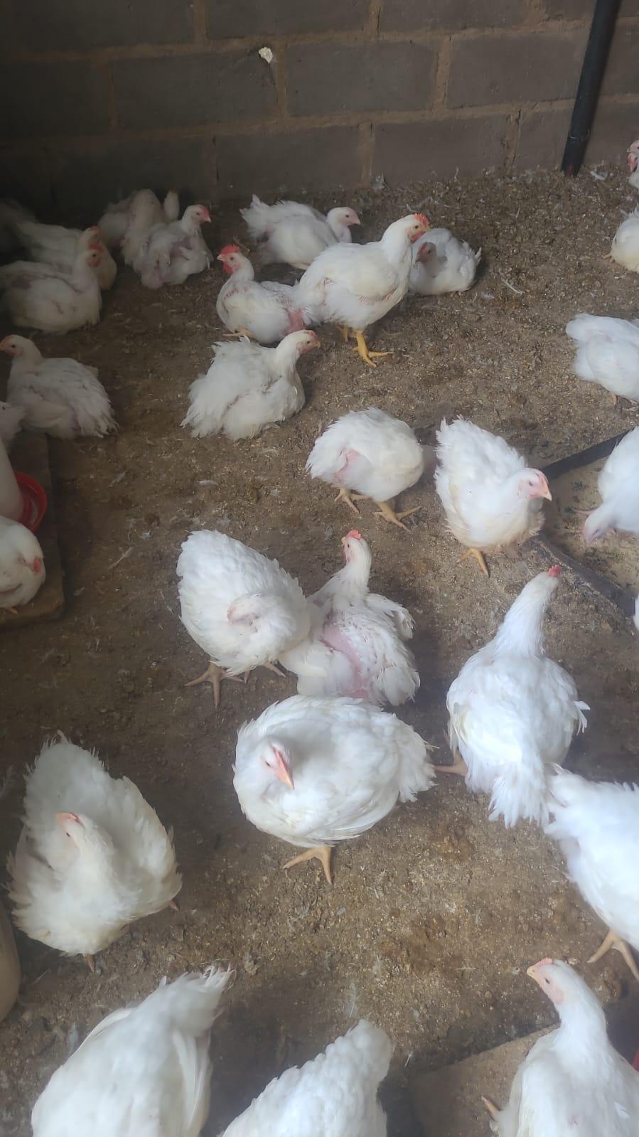 broilers chicken x 90