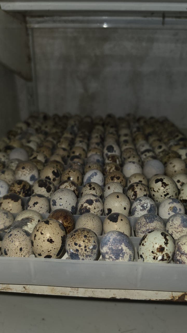 Quail eggs