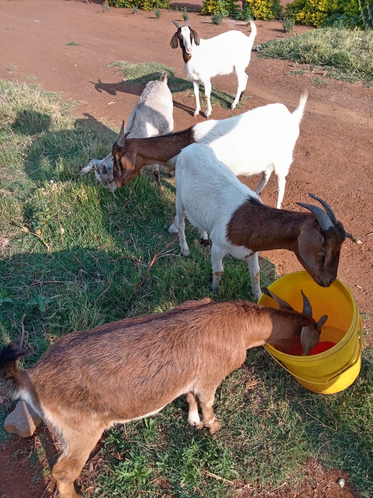 boergoat X ewes
