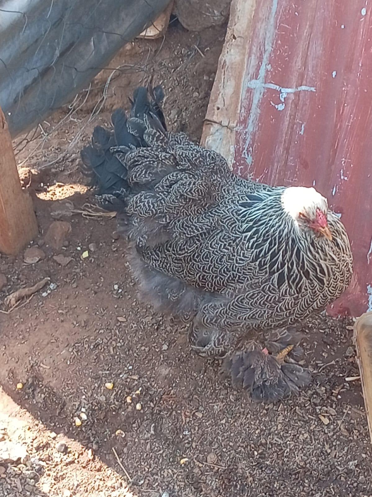 silver patrait hen