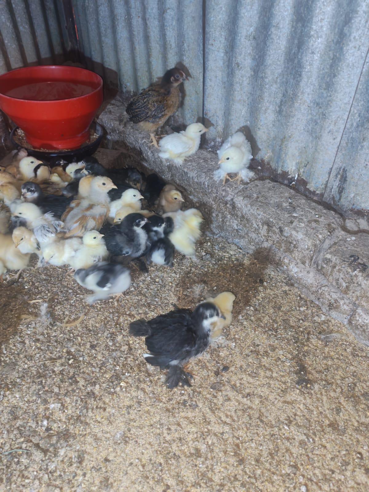 chicks