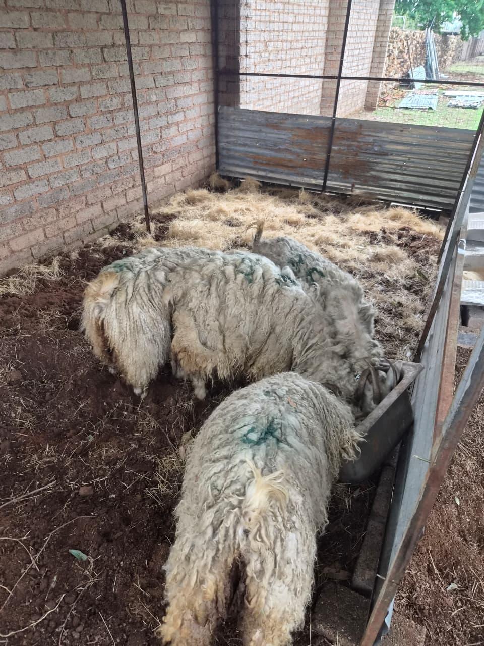 4 x aragonnas