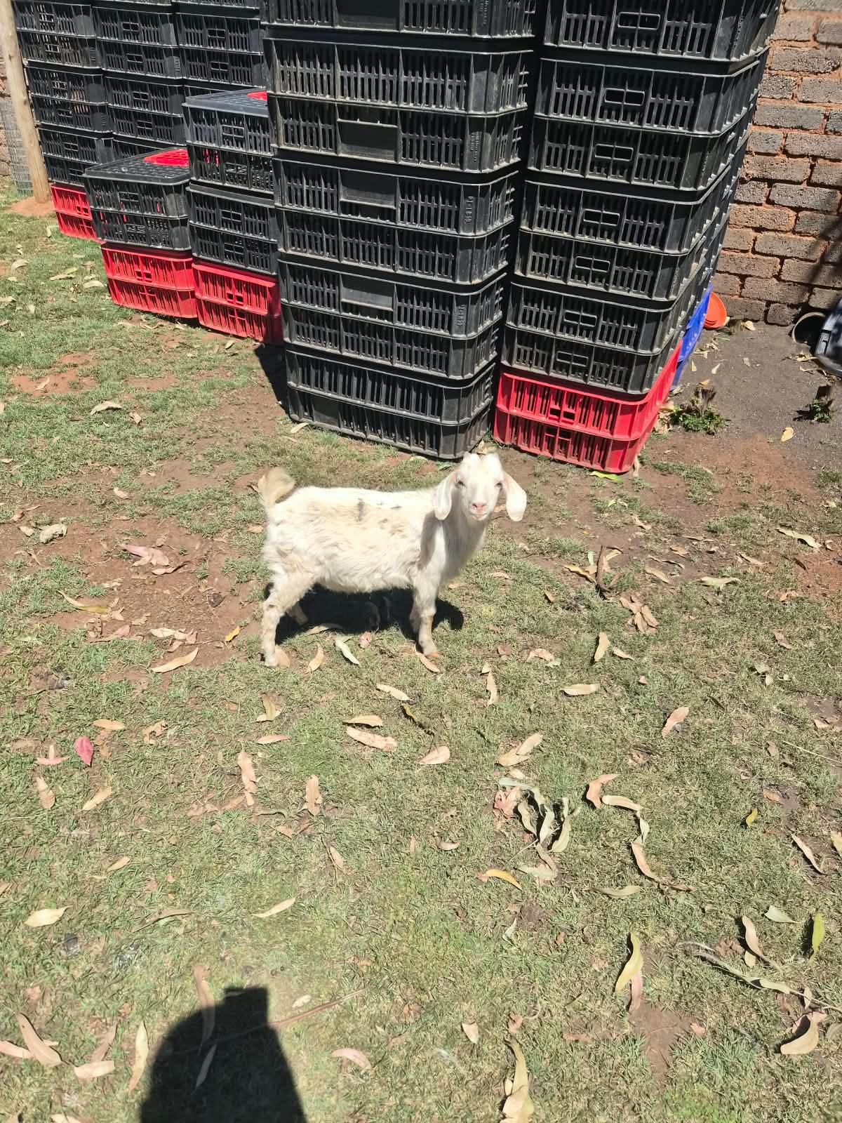 goat ram