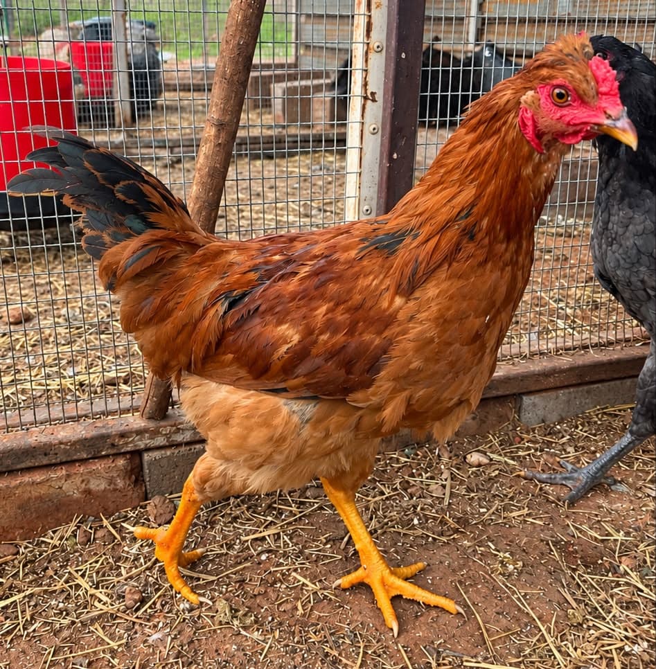 Easter egger roosters
