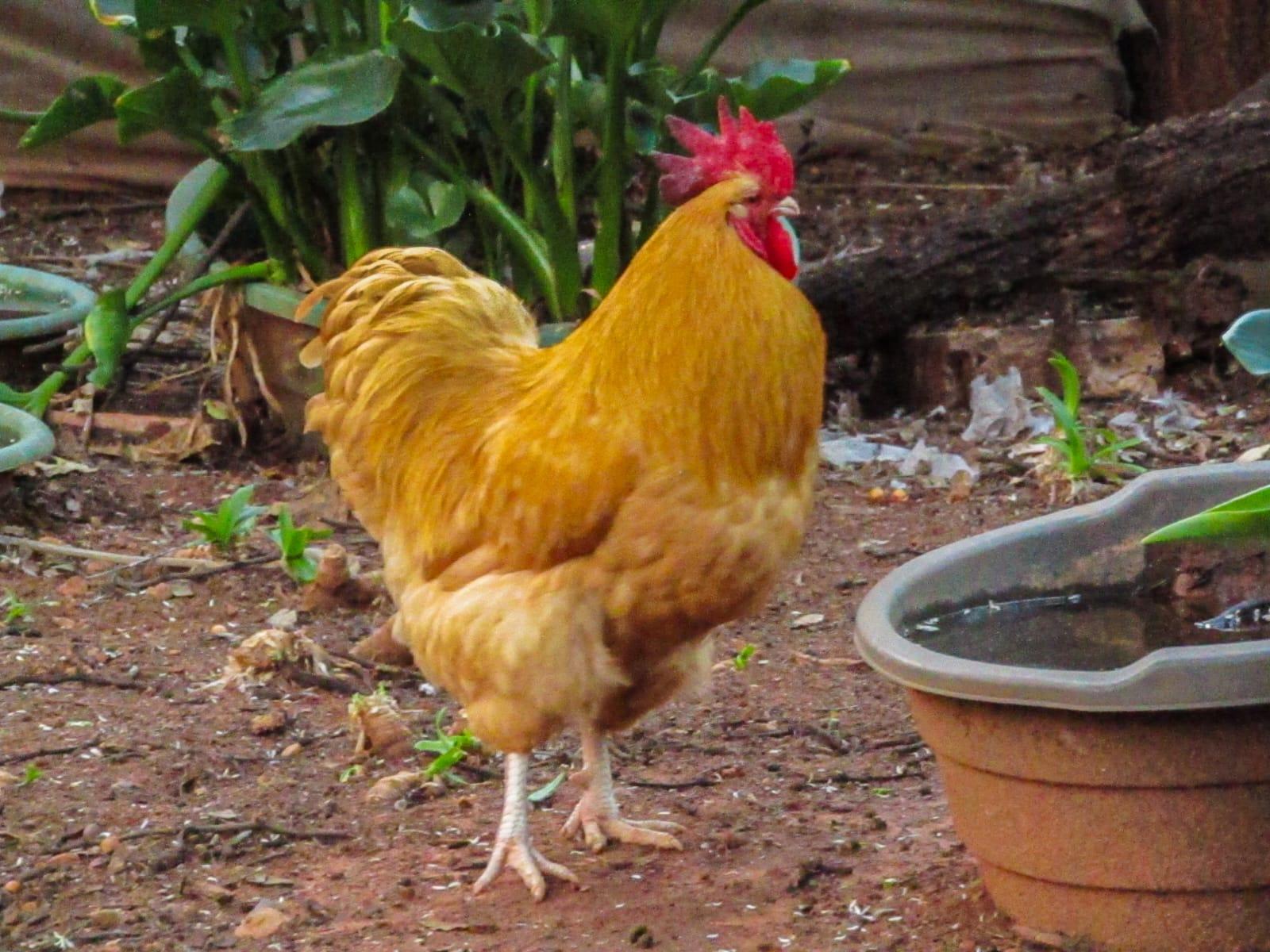 Buff orpington rooster