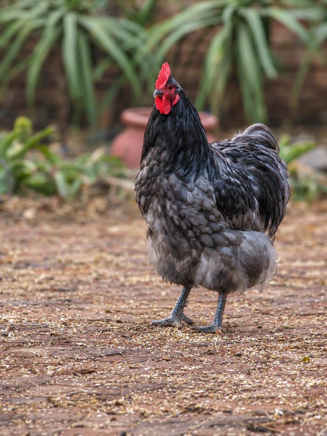 blue orpington rooster