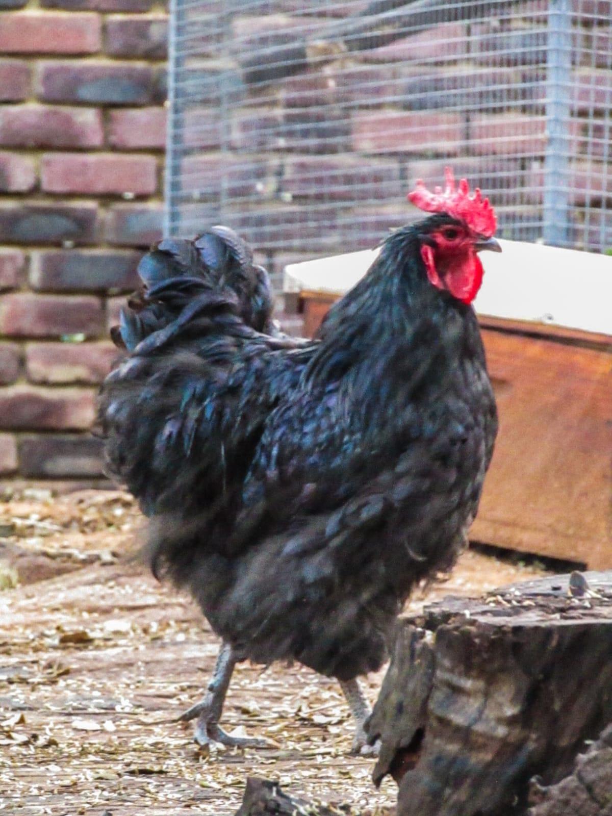 black orpington rooster