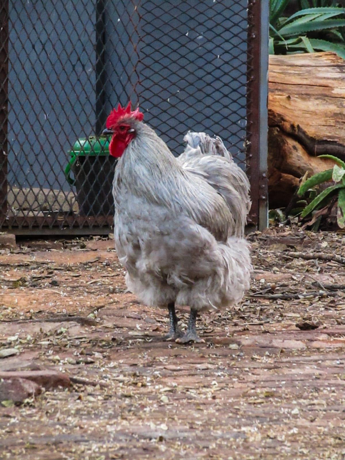 Lavender orpington rooster