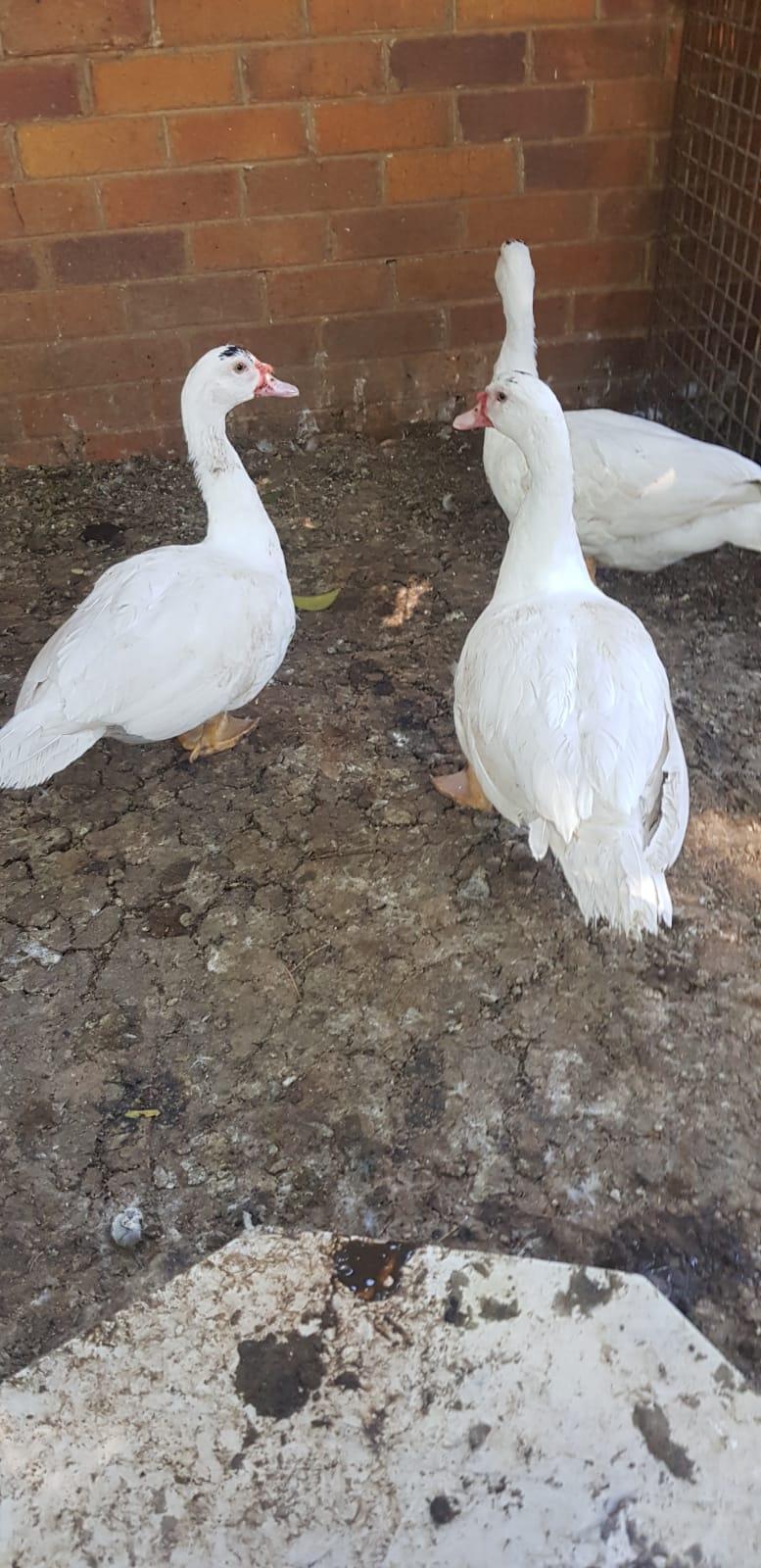 3 Male Muskovy