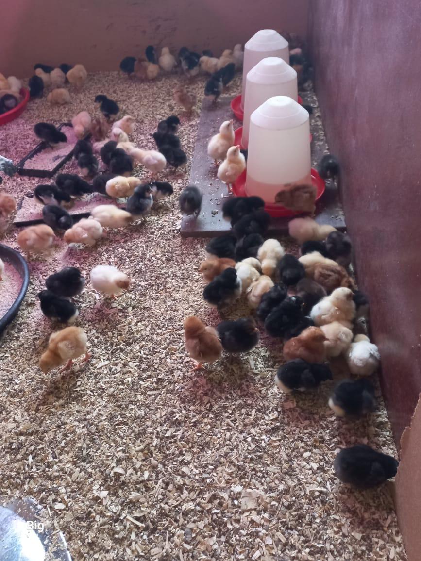 chicks x 200