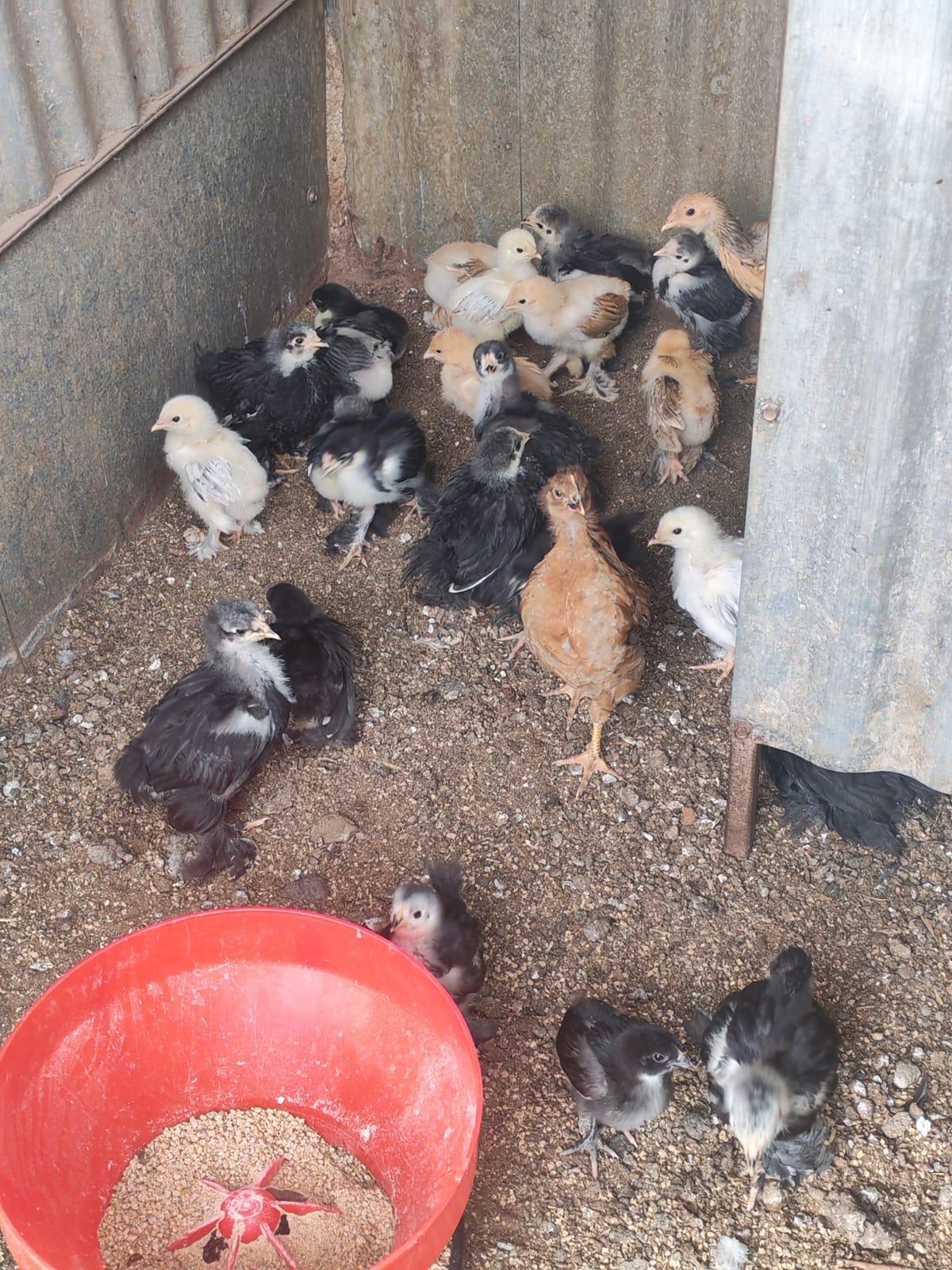 chicks