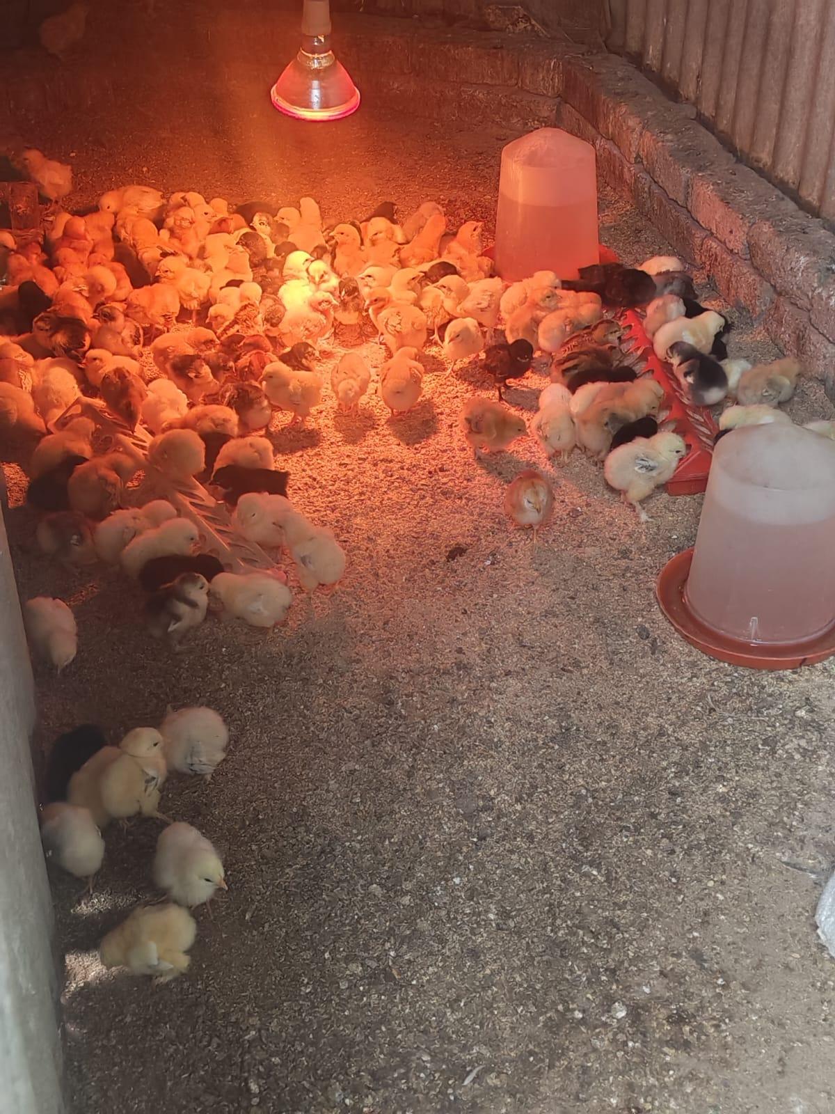 chicks
