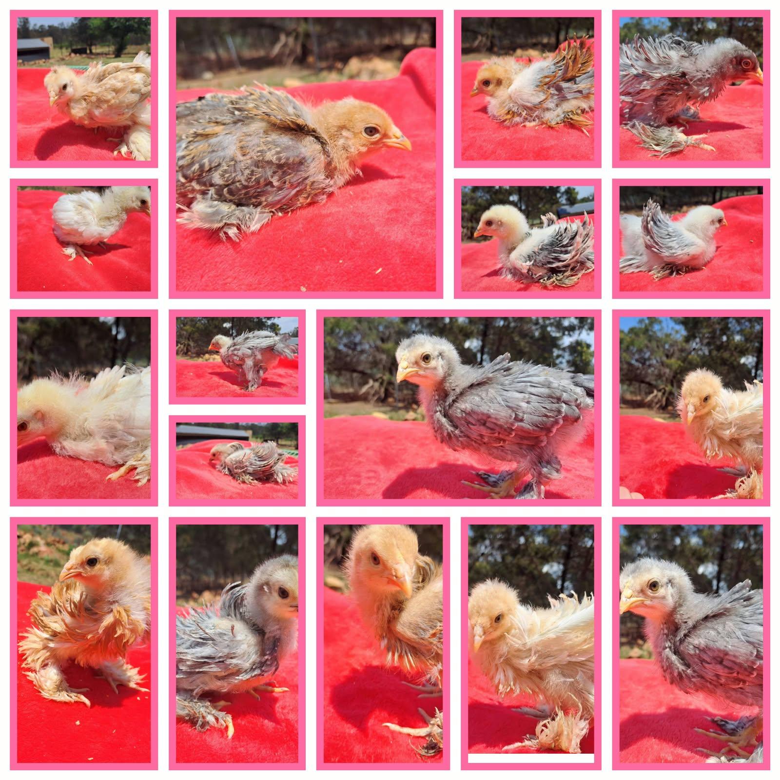 chicks x 16