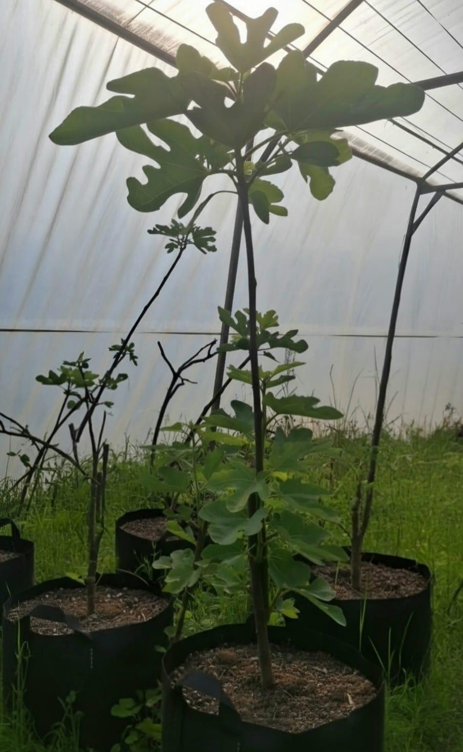 Fig trees