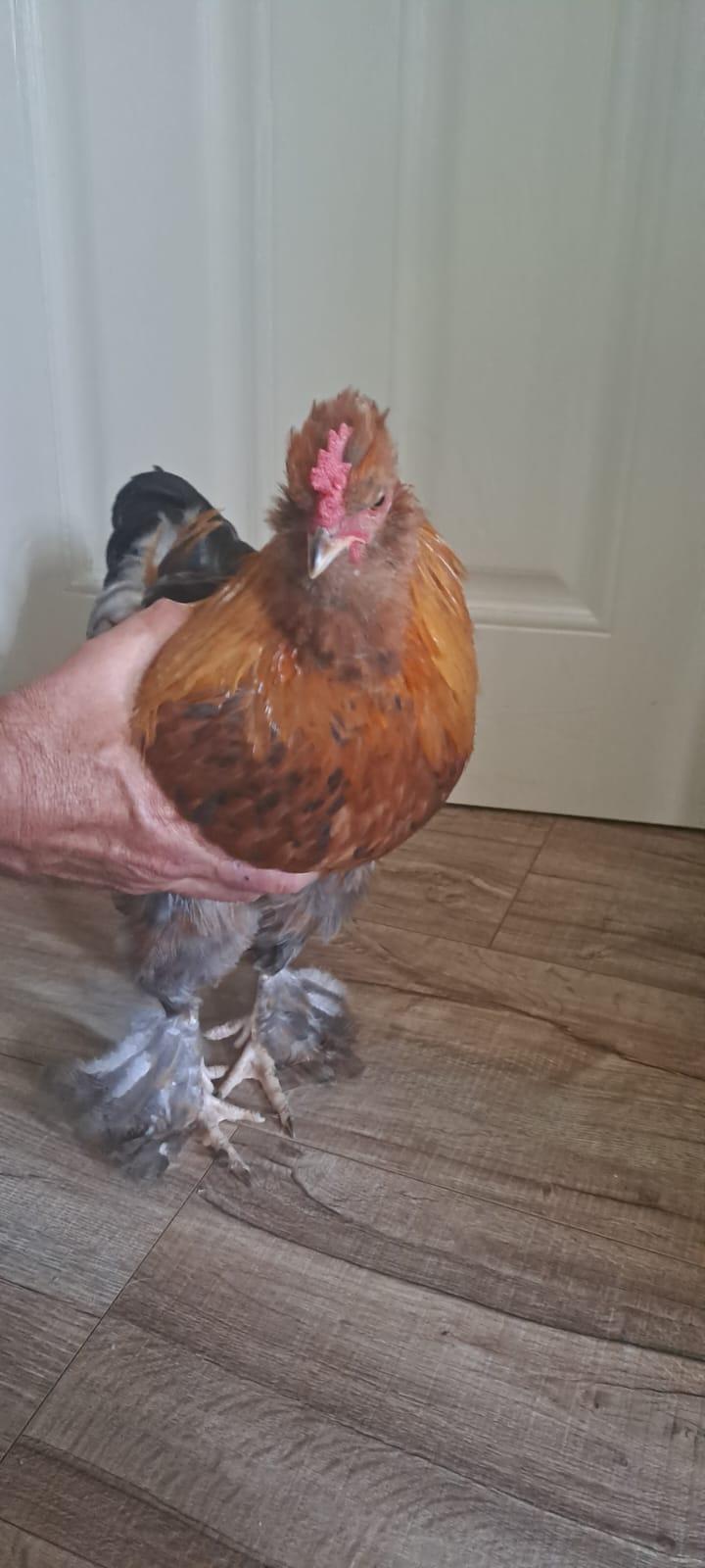 Satin Silky Rooster