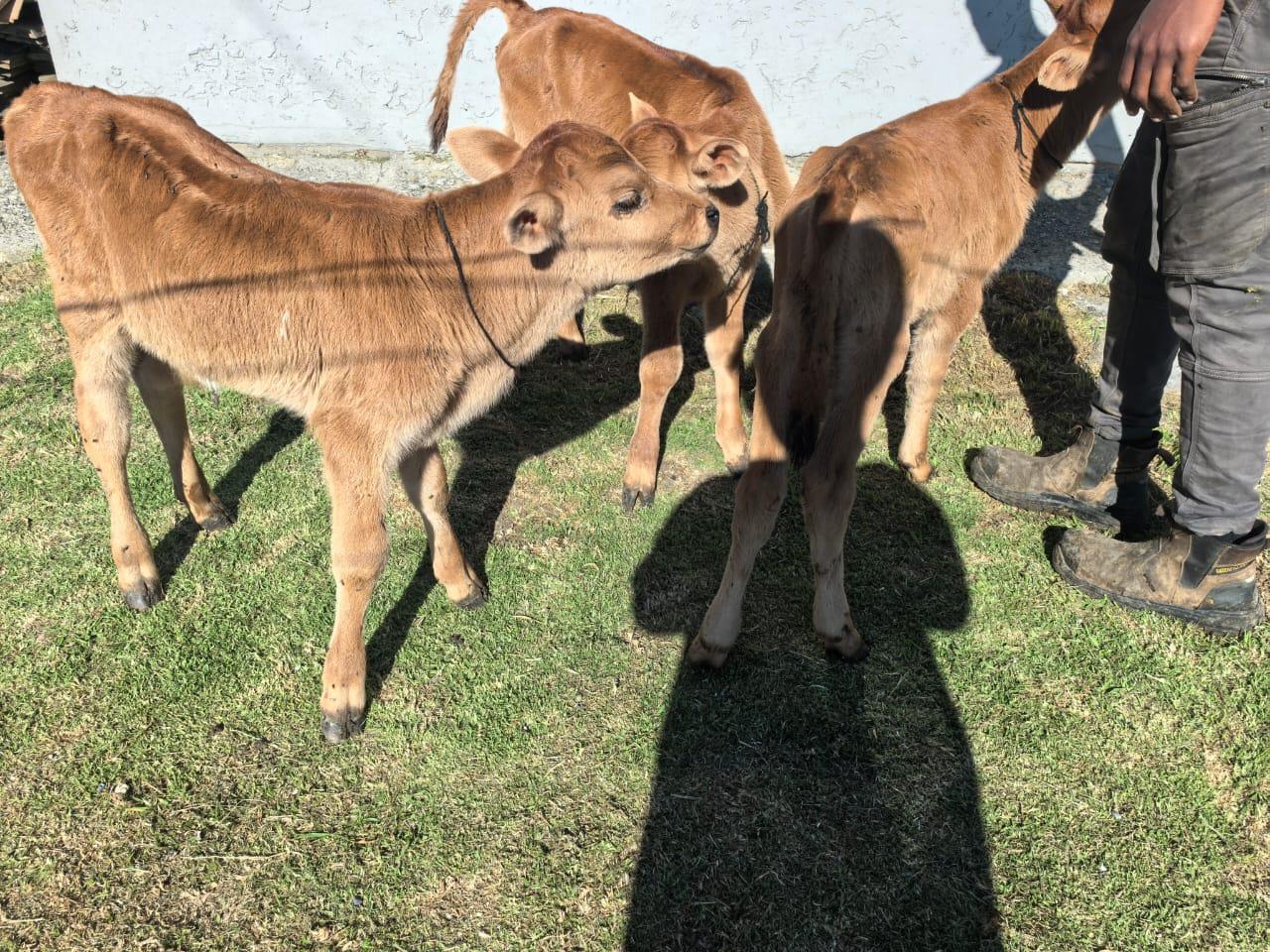 2 x calves