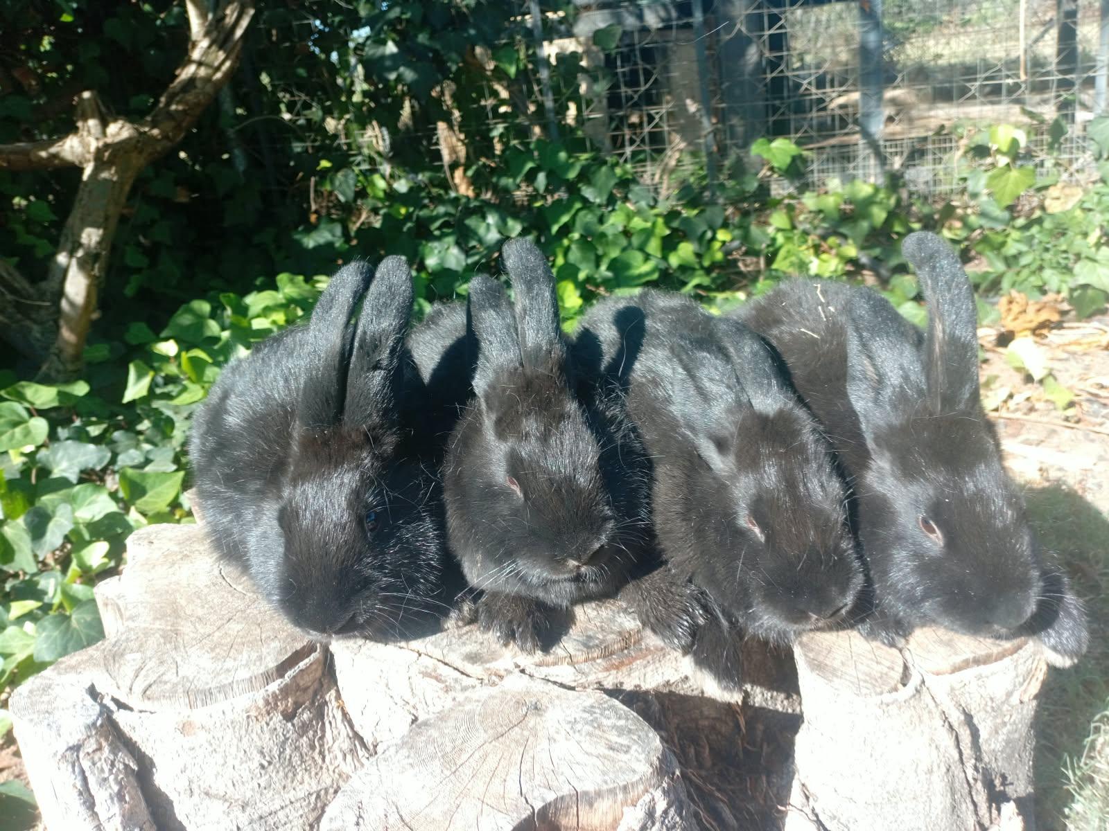 NZ Black Does