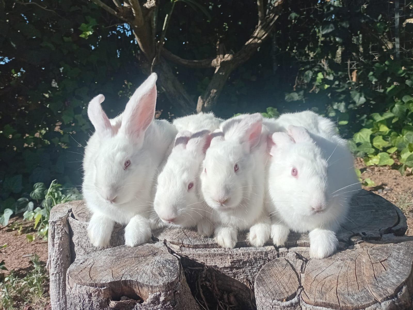 New Zealand White does