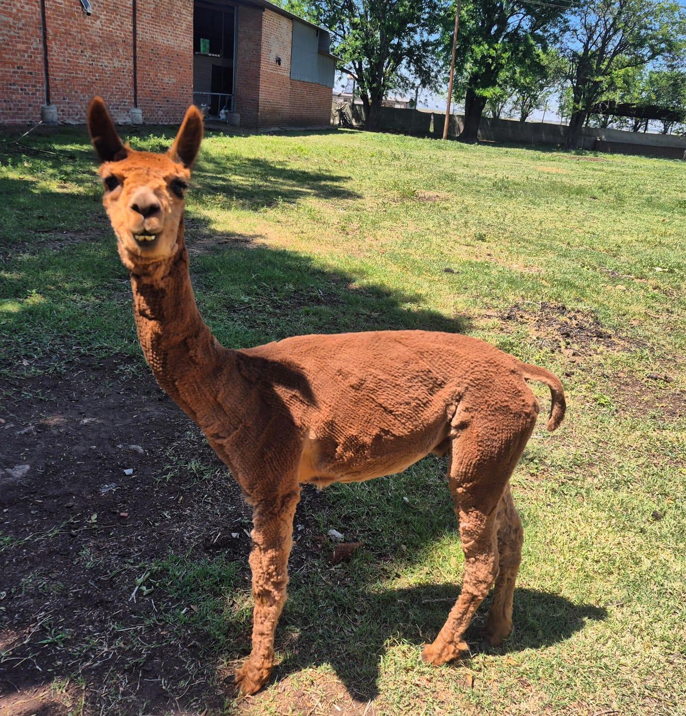 Alpaca ram